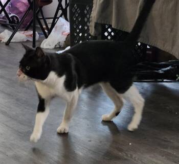 EDDIE BROCK -  Domestic Short Hair Cat for Adoption in San Antonio, Texas - EDDIE BROCK | PetCurious