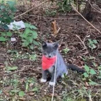Willow -  Domestic Short Hair Cat for Adoption in Rochester, Minnesota - Willow | PetCurious