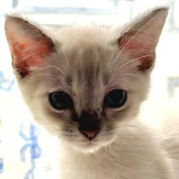 Fritz -  Siamese Cat for Adoption in Fort Worth, Texas - Fritz | PetCurious
