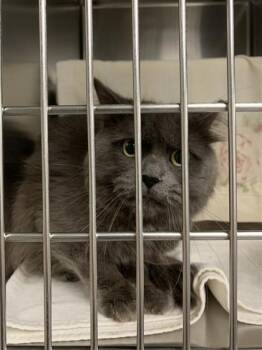 Dracula -  Domestic Short Hair Cat for Adoption in Montreal, Quebec - Dracula | PetCurious