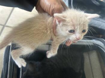 Domestic Short Hair Cats Available for Adoption in Houston, Texas - A656723 | PetCurious