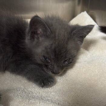 Nigel -  Domestic Short Hair Cat for Adoption in Taos, New Mexico - Nigel | PetCurious