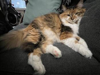 Daisy Mae (26-130 C) -  Domestic Long Hair Cat for Adoption in Lansing, Michigan - Daisy Mae (26-130 C) | PetCurious