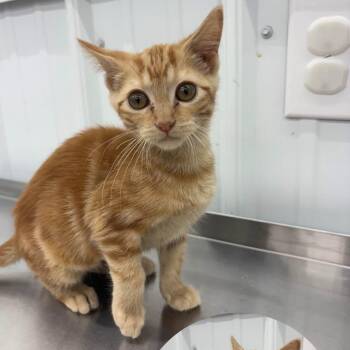 Vega -  Domestic Short Hair Cat for Adoption in Richmond, Missouri - Vega | PetCurious