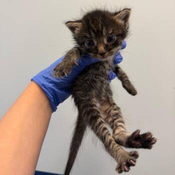 Dorito -  Domestic Short Hair Cat for Adoption in Philadelphia, Pennsylvania - Dorito | PetCurious