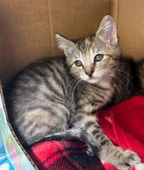 Squintward -  Domestic Short Hair Cat for Adoption in Westland, Michigan - Squintward | PetCurious