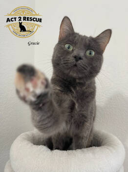 Rescue Domestic Short Hair Cats for Adoption in Riverside, California - Gracie | PetCurious