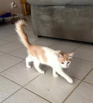 Pebbles -  Domestic Short Hair Cat for Adoption in Phoenix, Arizona - Pebbles | PetCurious