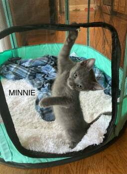 Minnie -  Domestic Short Hair Cat for Adoption in Johnson City, Tennessee - Minnie | PetCurious