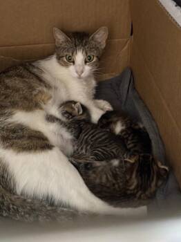 Kiwi -  Domestic Short Hair Cat Available for Adoption in New Braunfels, Texas - Kiwi | PetCurious