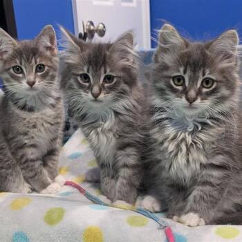 Down Under Kittens- Koala -  Domestic Short Hair Cat for Adoption in Fairfax, Virginia - Down Under Kittens- Koala | PetCurious