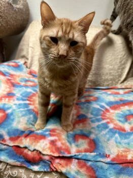 Rescue Domestic Short Hair Cats for Adoption in Jackson, Mississippi - Fraiser | PetCurious