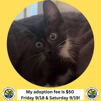 LOS FRIJOLES* -  Domestic Short Hair Cat for Adoption in Santa Cruz, California - LOS FRIJOLES* | PetCurious
