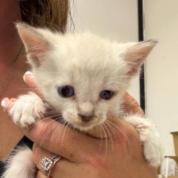 Domestic Short Hair Cats Available for Adoption in Lake Jackson, Texas - Frankie | PetCurious