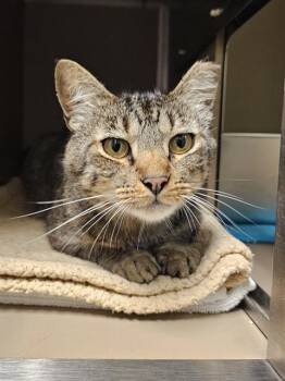 FITCH -  Domestic Short Hair Cat for Adoption in Clyde, North Carolina - FITCH | PetCurious