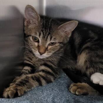 Samantha -  Domestic Short Hair Cat for Adoption in Las Vegas, Nevada - Samantha | PetCurious