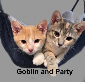 Goblin & Party Sund. (sweet bonded brother & sister kittens) -  Domestic Short Hair and Tabby Cat for Adoption in Stowe, Pennsylvania - Goblin & Party Sund. (sweet Bonded Brother & Sister Kittens) | PetCurious