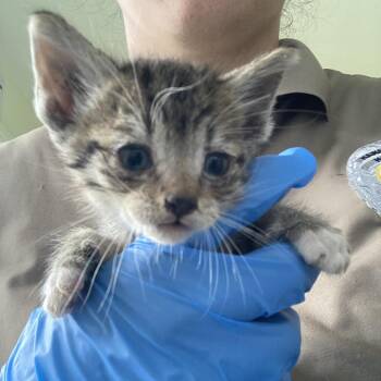 Cash -  Domestic Medium Hair Cat for Adoption in Pahoa, Hawaii - Cash | PetCurious