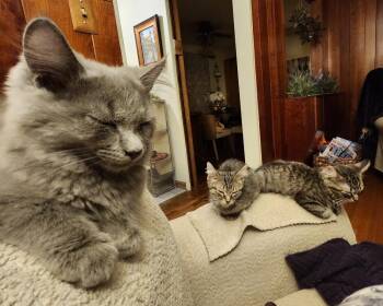 Jim Bob -  Domestic Medium Hair Cat for Adoption in Mishawaka, Indiana - Jim Bob | PetCurious