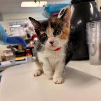 Domestic Short Hair Cats Available for Adoption in Los Angeles, California - Dance Class | PetCurious