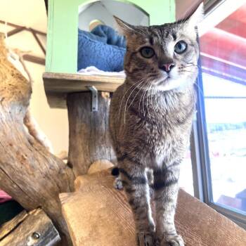 Domestic Short Hair Cats Available for Adoption - Pharaoh | PetCurious