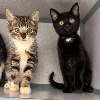 Brian & Chris -  Domestic Short Hair Cat for Adoption in Waterloo, Iowa - Brian & Chris | PetCurious
