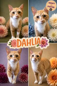 Dahlia (FCID# 08/05/2026 - 47 Trainer) -  Tabby and Tuxedo Cat for Adoption in Greenville, Delaware - Dahlia (FCID# 08/05/2026 - 47 Trainer) | PetCurious