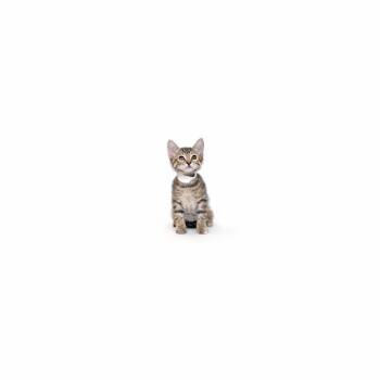 Halo -  Domestic Short Hair Cat for Adoption in Los Angeles, California - Halo | PetCurious
