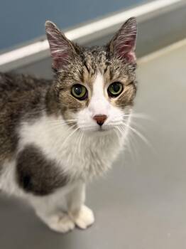 Domestic Short Hair and Tabby Cats Available for Adoption in Eagle, Colorado - Houdini | PetCurious
