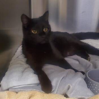 Domestic Short Hair Cats Available for Adoption - Biscotti | PetCurious