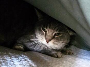 Domestic Short Hair Cats Available for Adoption - The Swan Princess | PetCurious