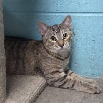 Peeler -  Domestic Short Hair Cat for Adoption in Chilton, Wisconsin - Peeler | PetCurious