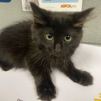 Davy Jones -  Domestic Medium Hair Cat for Adoption in Allentown, Pennsylvania - Davy Jones | PetCurious
