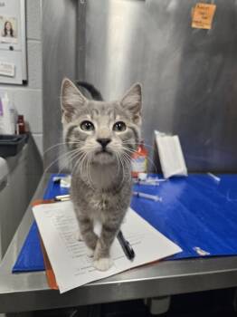 ABILENE -  Domestic Short Hair Cat for Adoption in Hagerstown, Maryland - ABILENE | PetCurious