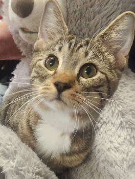 Rescue Domestic Short Hair Cats for Adoption in Oakland Park, Florida - Suey- PetSmart Aventura | PetCurious