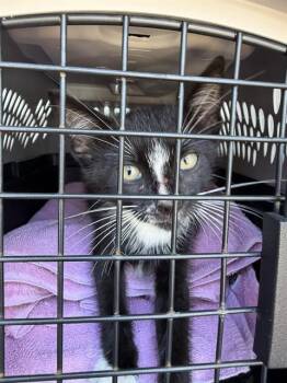 A137414 -  Domestic Short Hair Cat for Adoption in Palmetto, Florida - A137414 | PetCurious