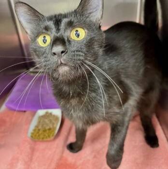 Rescue Domestic Short Hair Cats for Adoption in Annapolis, Maryland - Nina | PetCurious