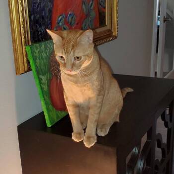 Honey -  Domestic Short Hair and Siamese Cat for Adoption in Chapel Hill, North Carolina - Honey | PetCurious