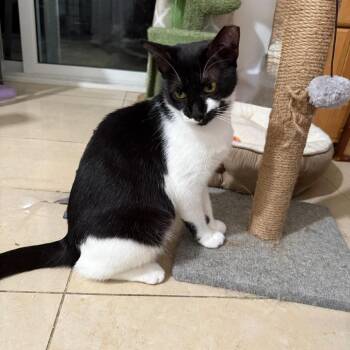 Catalina -  Domestic Short Hair Cat Available for Adoption in Boston, Massachusetts - Catalina | PetCurious