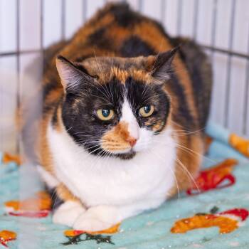 Calico Cats Available for Adoption - Cinnamon | PetCurious