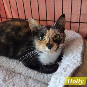 Domestic Short Hair Cats Available for Adoption in Reisterstown, Maryland - Holly | PetCurious