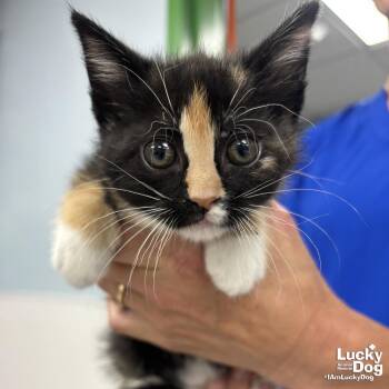 Domestic Short Hair Cats Available for Adoption in Washington, District Of Columbia - Confetti | PetCurious