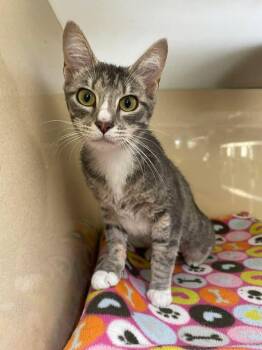 Domestic Short Hair Cats Available for Adoption in Stillwater, Oklahoma - Gracie | PetCurious