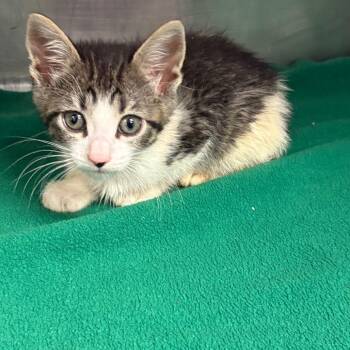 Hailey -  Domestic Short Hair Cat for Adoption in Edinburg, Texas - Hailey | PetCurious