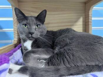 Domestic Short Hair Cats Available for Adoption in Colorado Springs, Colorado - Emil | PetCurious