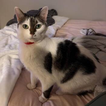 Gigi -  Domestic Medium Hair Cat for Adoption in Chicago, Illinois - Gigi | PetCurious