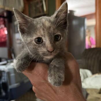 Nea -  Domestic Short Hair Cat for Adoption in Lancaster, Ohio - Nea | PetCurious