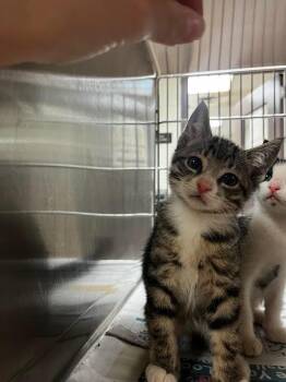 Botch -  Domestic Short Hair Cat for Adoption in Nacogdoches, Texas - Botch | PetCurious