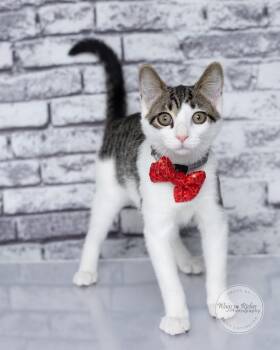 Arnos - read his story -  Domestic Short Hair and Tabby Cat for Adoption in Tuscaloosa, Alabama - Arnos - Read His Story | PetCurious