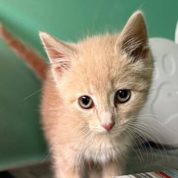 Zombie -  Domestic Short Hair Cat for Adoption - Zombie | PetCurious